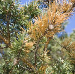 Dry Pine